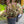 Load image into Gallery viewer, Night Embers Stonecrop