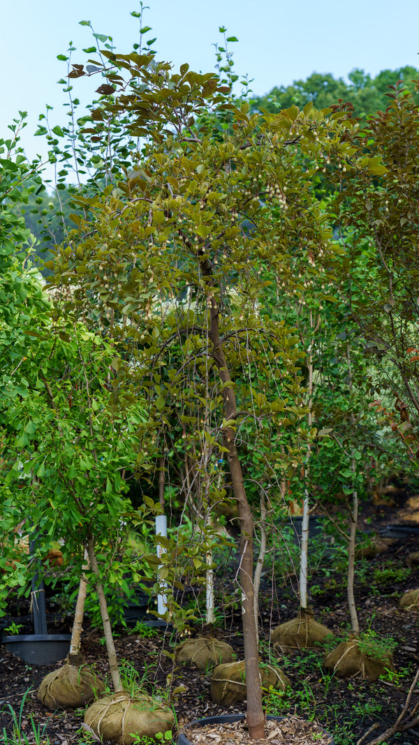 Nightfall Japanese Snowbell