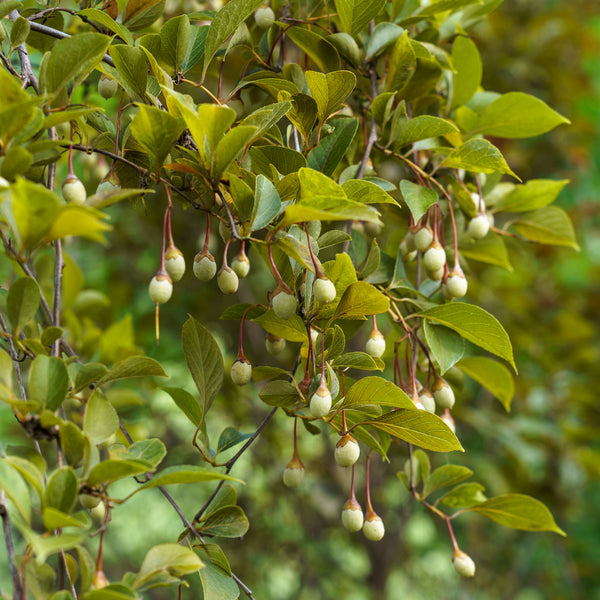 Nightfall Japanese Snowbell