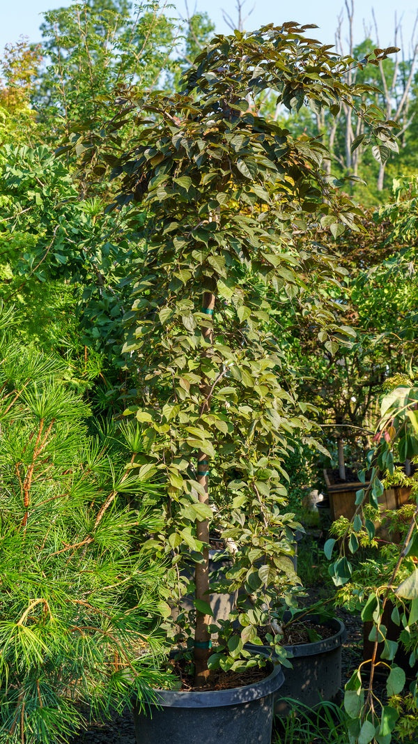 Nightfall Japanese Snowbell