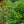 Load image into Gallery viewer, Nigra Compacta Oriental Spruce