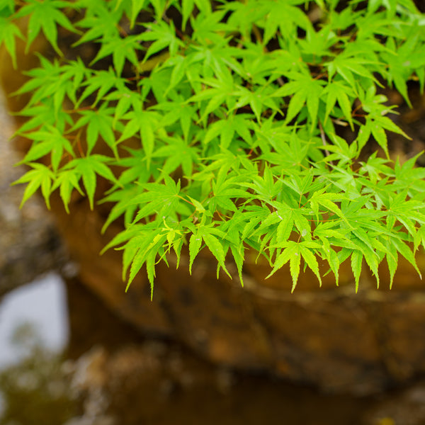 Nishiki Gawa Pinebark Japanese Maple