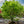 Load image into Gallery viewer, Nishiki Gawa Pinebark Japanese Maple