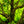 Load image into Gallery viewer, Nishiki Gawa Pinebark Japanese Maple
