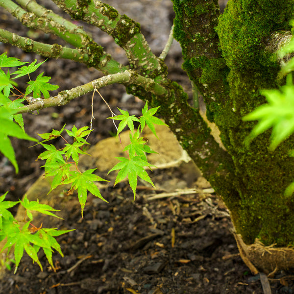 Nishiki Gawa Pinebark Japanese Maple