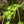 Load image into Gallery viewer, Nishiki Gawa Pinebark Japanese Maple
