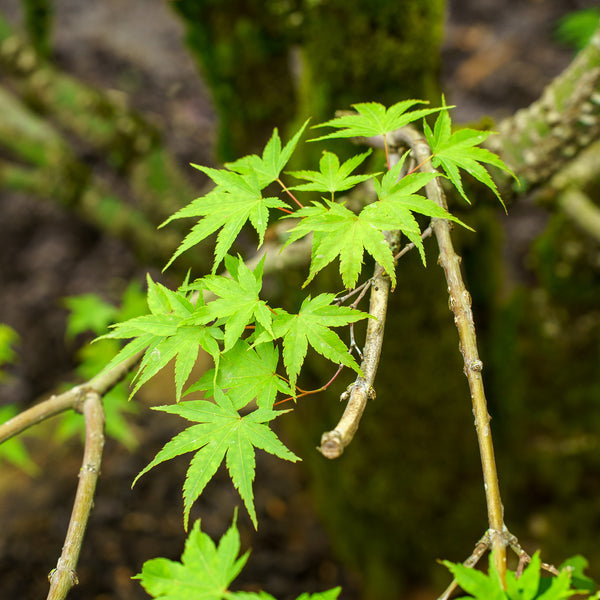 Nishiki Gawa Pinebark Japanese Maple