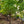 Load image into Gallery viewer, Nitty Gritty White Rose Patio Tree