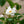 Load image into Gallery viewer, Nitty Gritty White Rose Patio Tree
