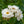 Load image into Gallery viewer, Nitty Gritty White Rose Patio Tree