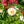 Load image into Gallery viewer, Nitty Gritty White Rose
