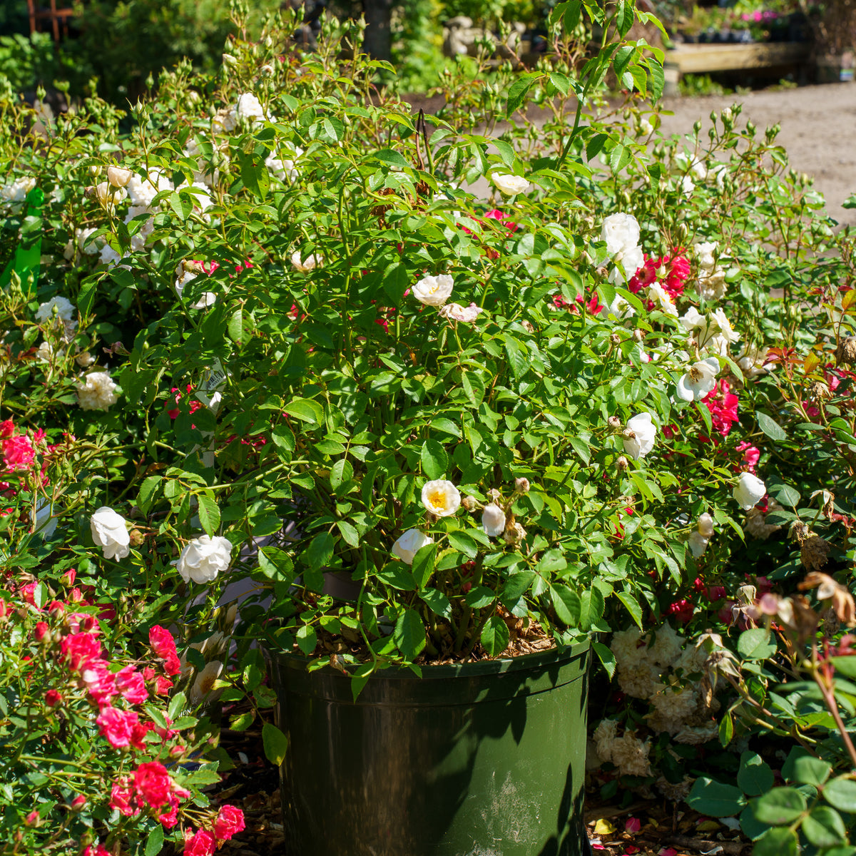 Nitty Gritty White Rose – Plant Detectives
