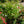 Load image into Gallery viewer, Nitty Gritty White Rose