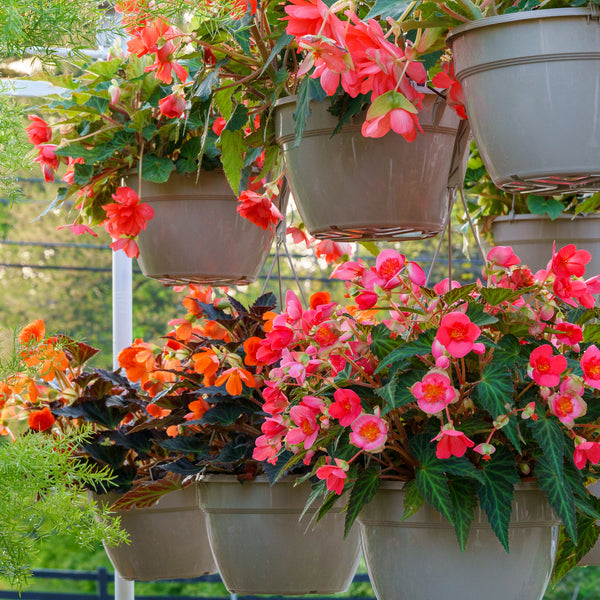 Non Stop Begonia