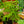 Load image into Gallery viewer, Norfolk Island Pine - Other Houseplants - Houseplants