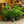 Load image into Gallery viewer, Norfolk Island Pine