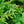 Load image into Gallery viewer, North Pole Arborvitae