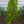 Load image into Gallery viewer, North Pole Arborvitae