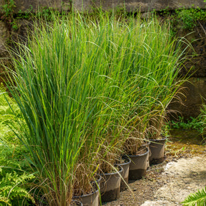 North Wind Switchgrass
