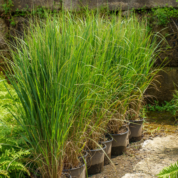 North Wind Switchgrass
