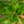 Load image into Gallery viewer, Northern Bayberry