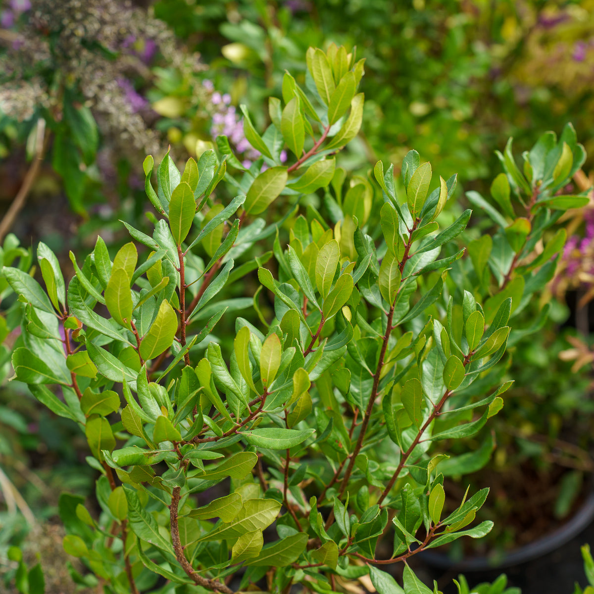 Northern Bayberry – Plant Detectives