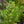 Load image into Gallery viewer, Northern Bayberry