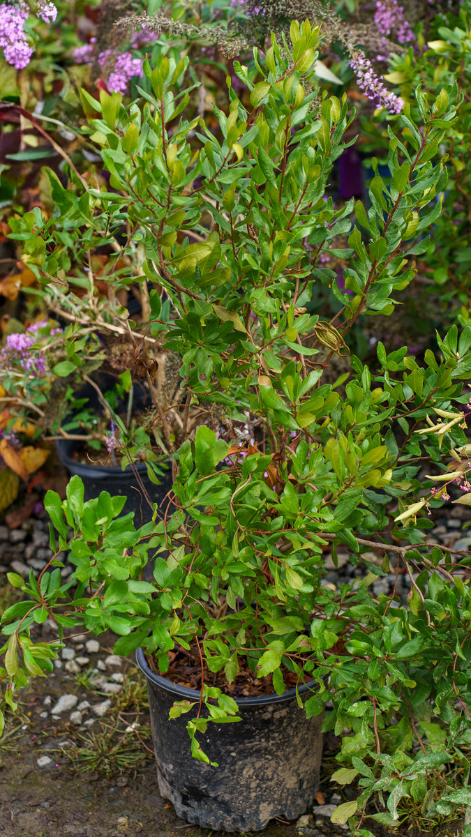 Northern Bayberry – Plant Detectives
