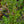 Load image into Gallery viewer, Northern Bayberry