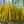 Load image into Gallery viewer, Northern Gold Forsythia - Forsythia - Shrubs