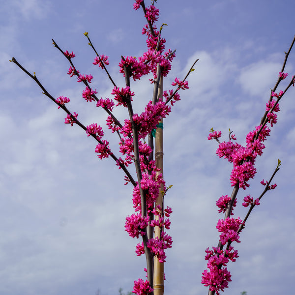 Northern Lights Eastern Redbud