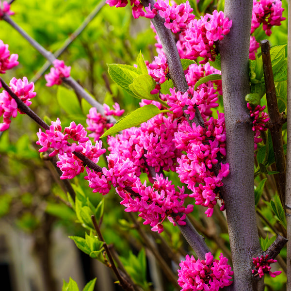 Northern Lights Eastern Redbud