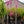 Load image into Gallery viewer, Northern Lights Eastern Redbud
