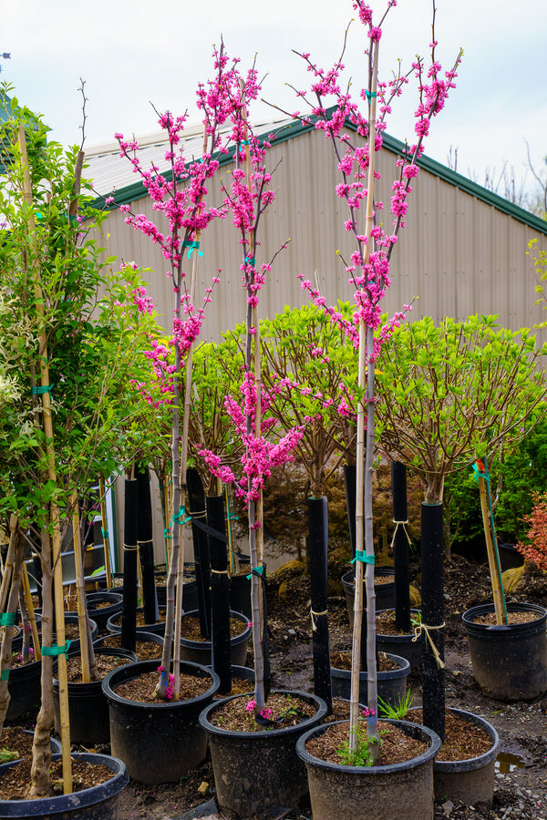Northern Lights Eastern Redbud