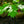 Load image into Gallery viewer, Northern Red Oak