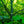 Load image into Gallery viewer, Northern Red Oak