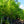 Load image into Gallery viewer, Northern Red Oak