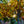 Load image into Gallery viewer, Northern Red Oak