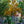 Load image into Gallery viewer, Northern Red Oak