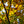 Load image into Gallery viewer, Northern Red Oak