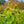 Load image into Gallery viewer, Northern Spicebush