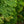 Load image into Gallery viewer, Northern Spire Western Red Cedar