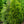 Load image into Gallery viewer, Northern Spire Western Red Cedar