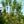 Load image into Gallery viewer, Northern Spy Apple Tree