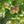 Load image into Gallery viewer, Northern Spy Apple Tree