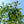 Load image into Gallery viewer, Northern Spy Apple Tree
