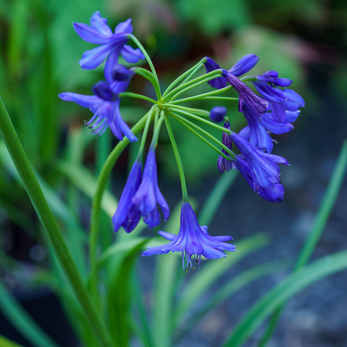 blue lily of the valley flower Northern Star Agapanthus – Plant Detectives