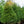 Load image into Gallery viewer, Norway Spruce