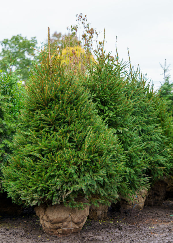 Norway Spruce