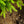 Load image into Gallery viewer, Norway Spruce